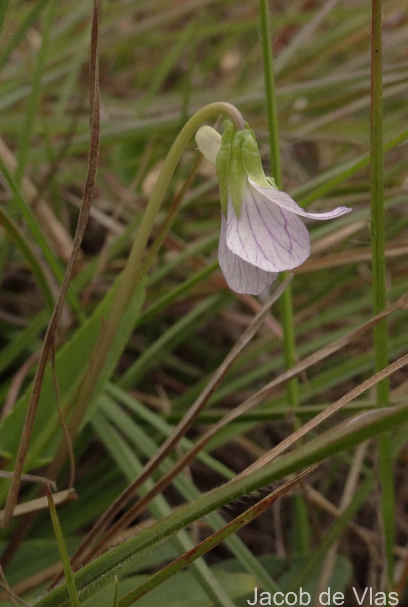 Viola betonicifolia Sm.